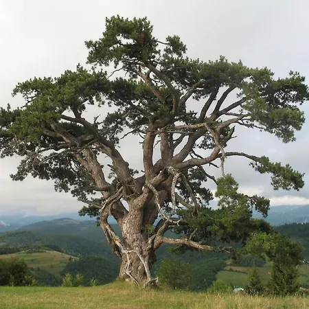 Lägenhet Zlatiborska 2 Zlatibor