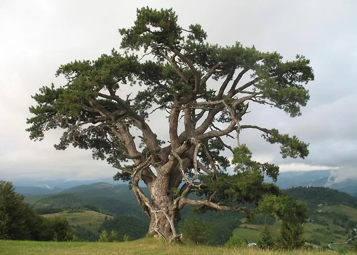 Appartement Zlatiborska 2 Zlatibor